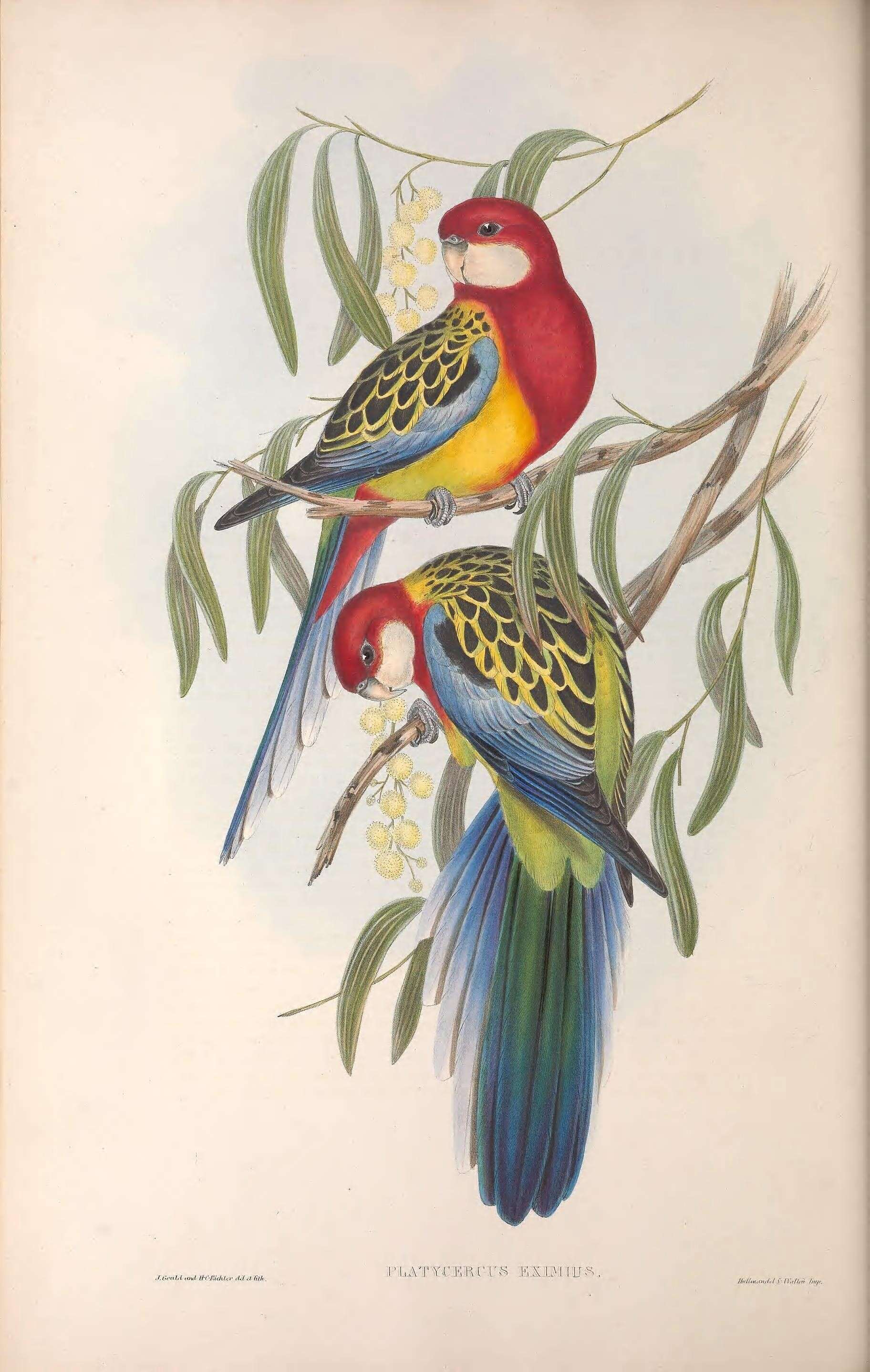 Image of Platycercus Vigors 1825