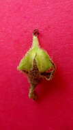 Image of Melochia betonicifolia A. St.-Hil.