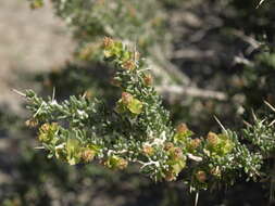 Image of greasewood