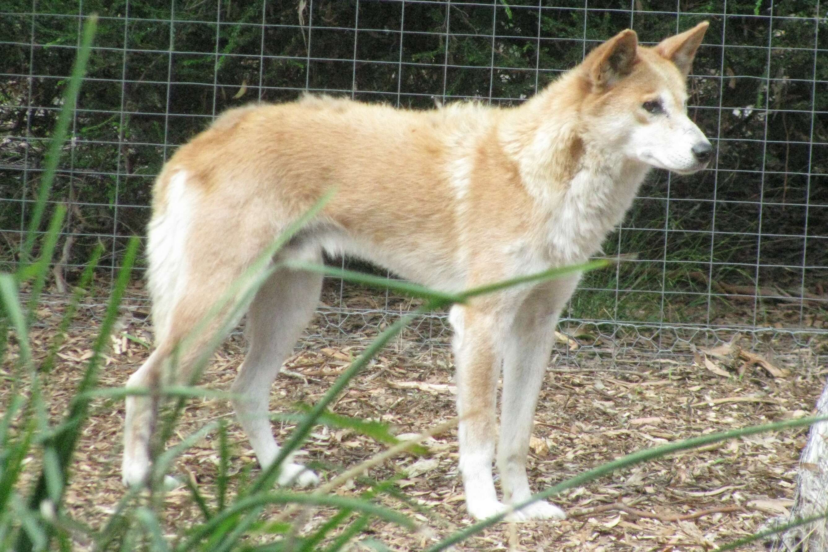 Image of gray wolf