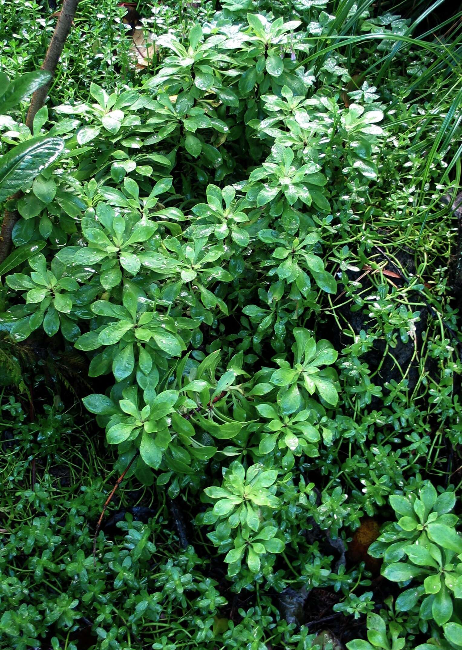 Image of Oahu schiedea