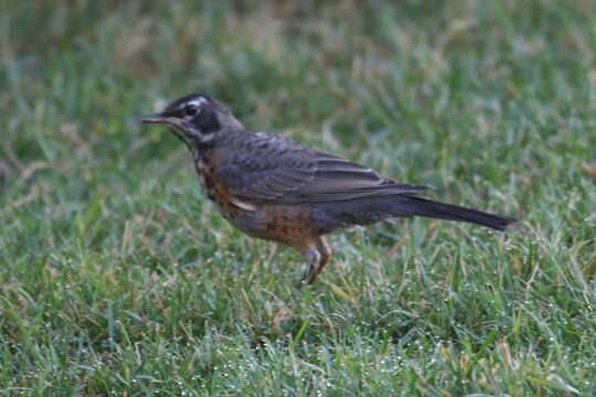 Image of Thrush