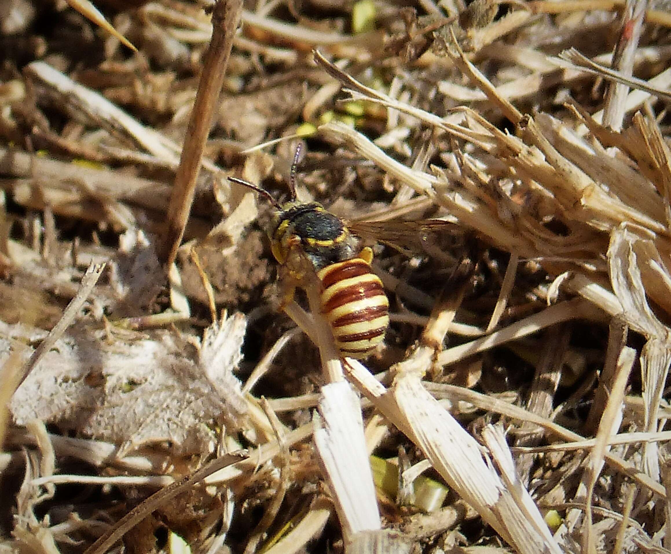 Image de Icteranthidium grohmanni (Spinola 1838)