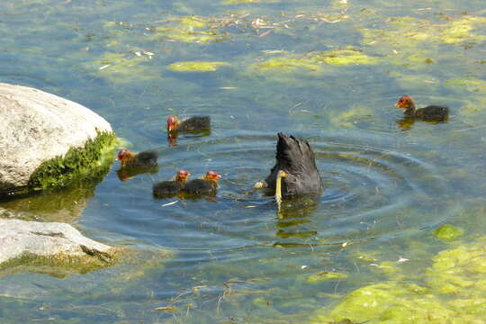 Image of Common Coot