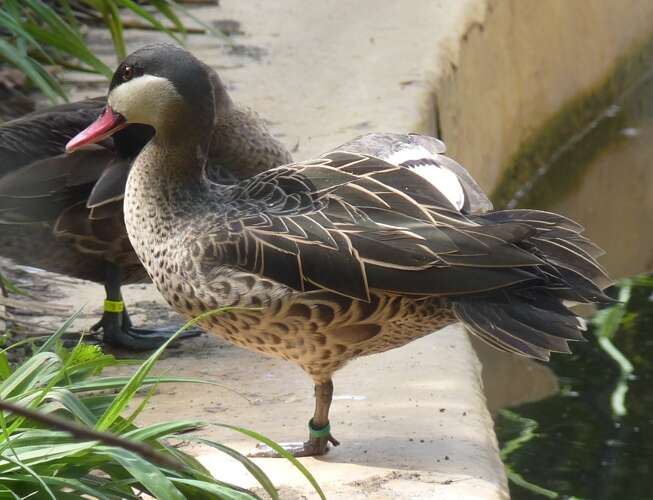 Image of Red-billed Teal