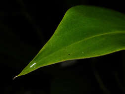 Stenospermation marantifolium Hemsl. resmi