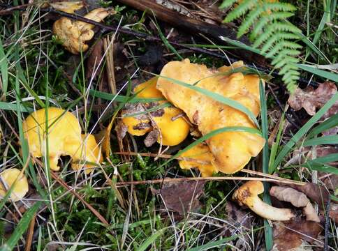 Image of Chanterelle