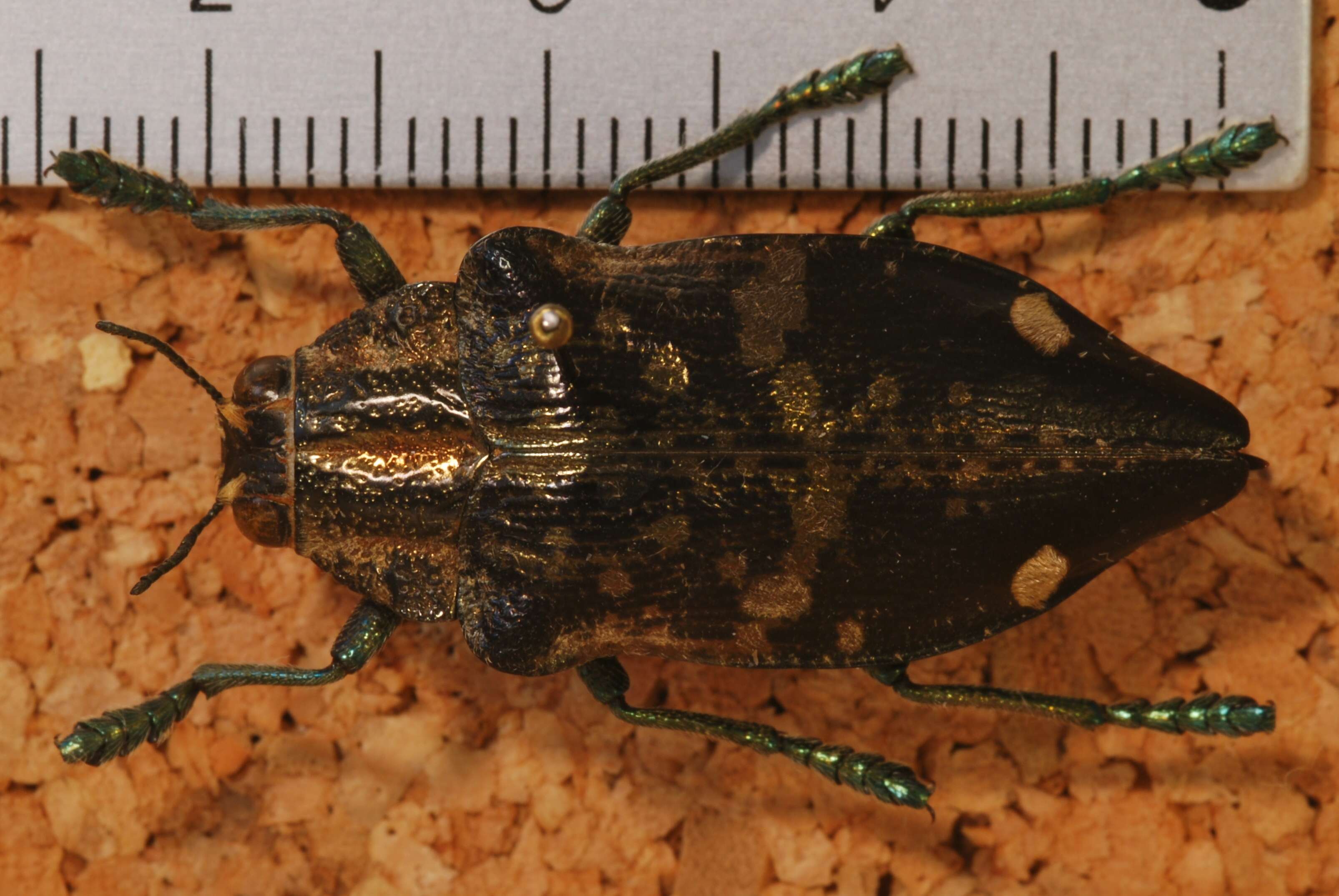 Image of Polybothris scapularis (Guérin 1832)