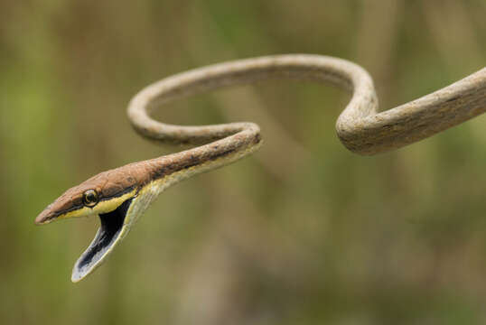 Image of Brown vinesnake