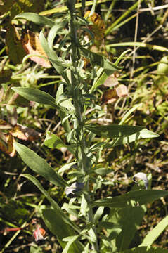 Image of gray goldenrod