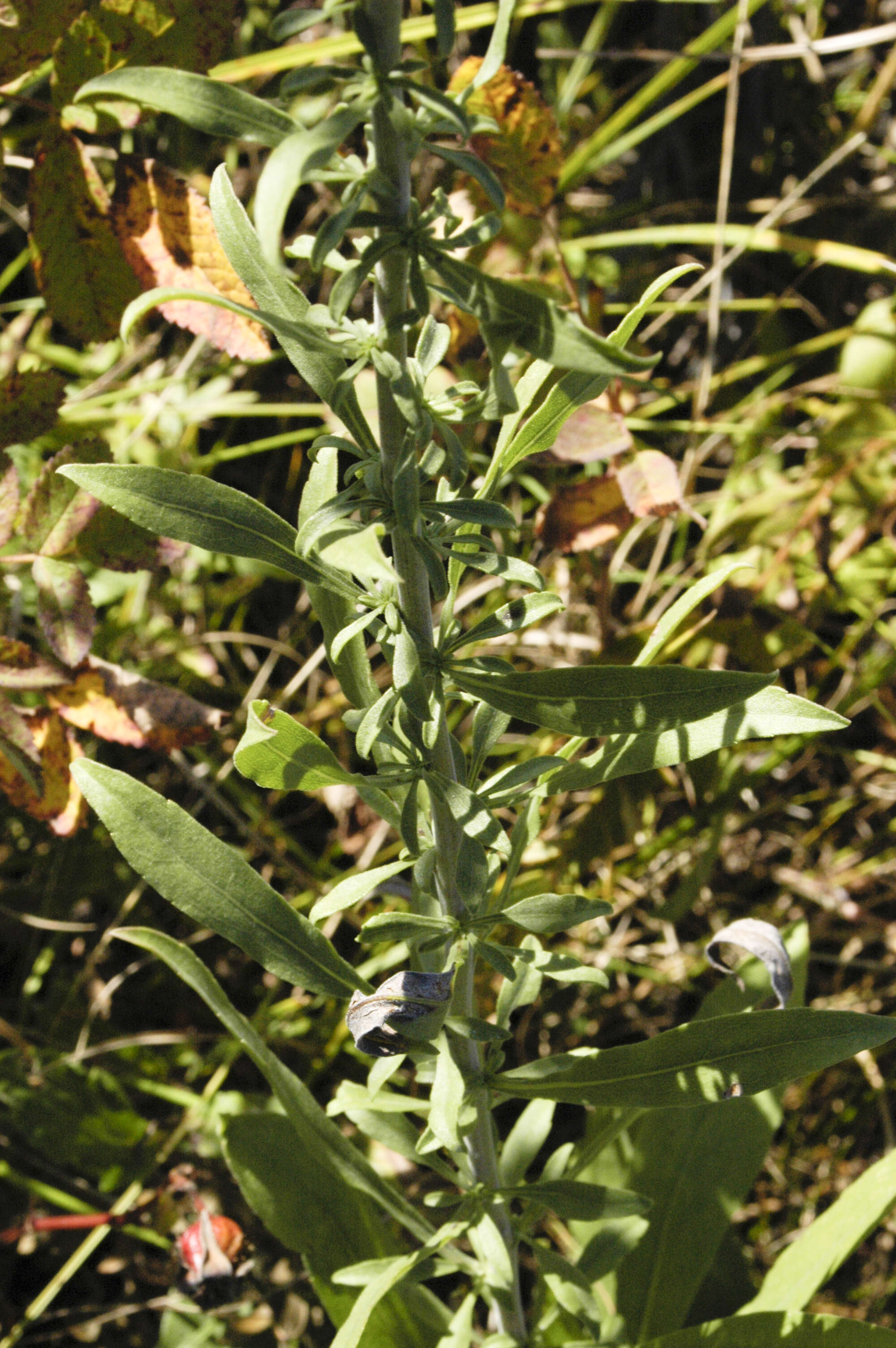 Image de Solidago