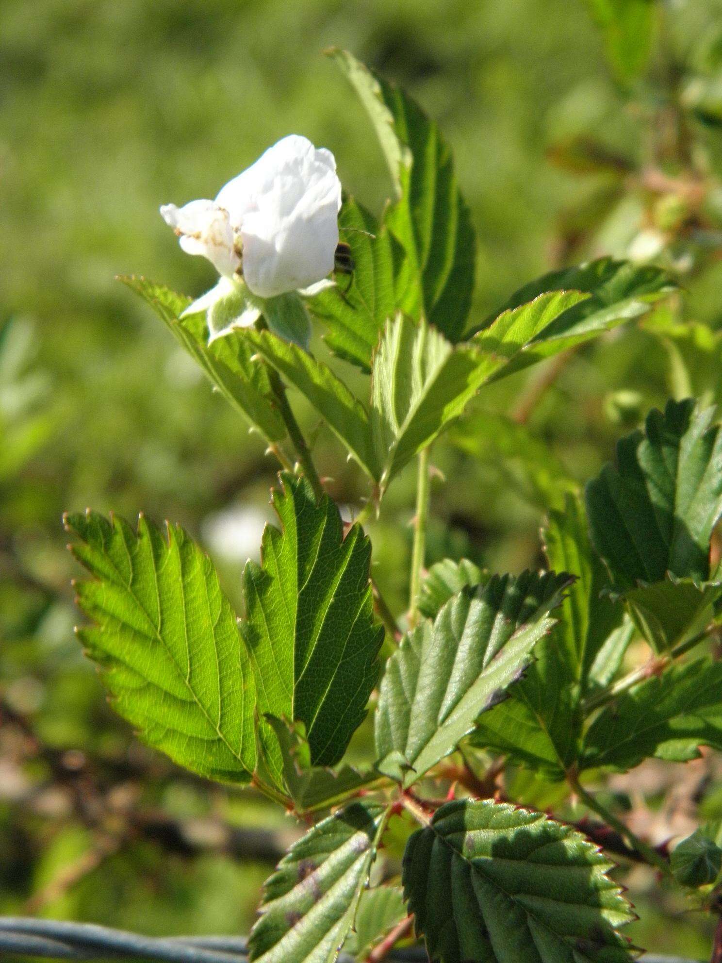 Image of southern dewberry