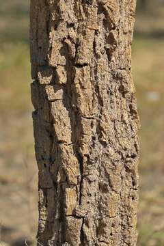 Image of Caribbean trumpet tree