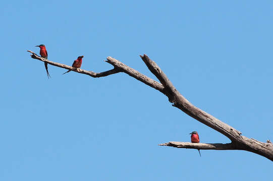 Image of Southern Carmine Bee-eater