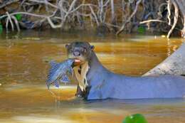 Image of giant otter