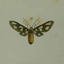 Image of Amata huebneri Boisduval 1829