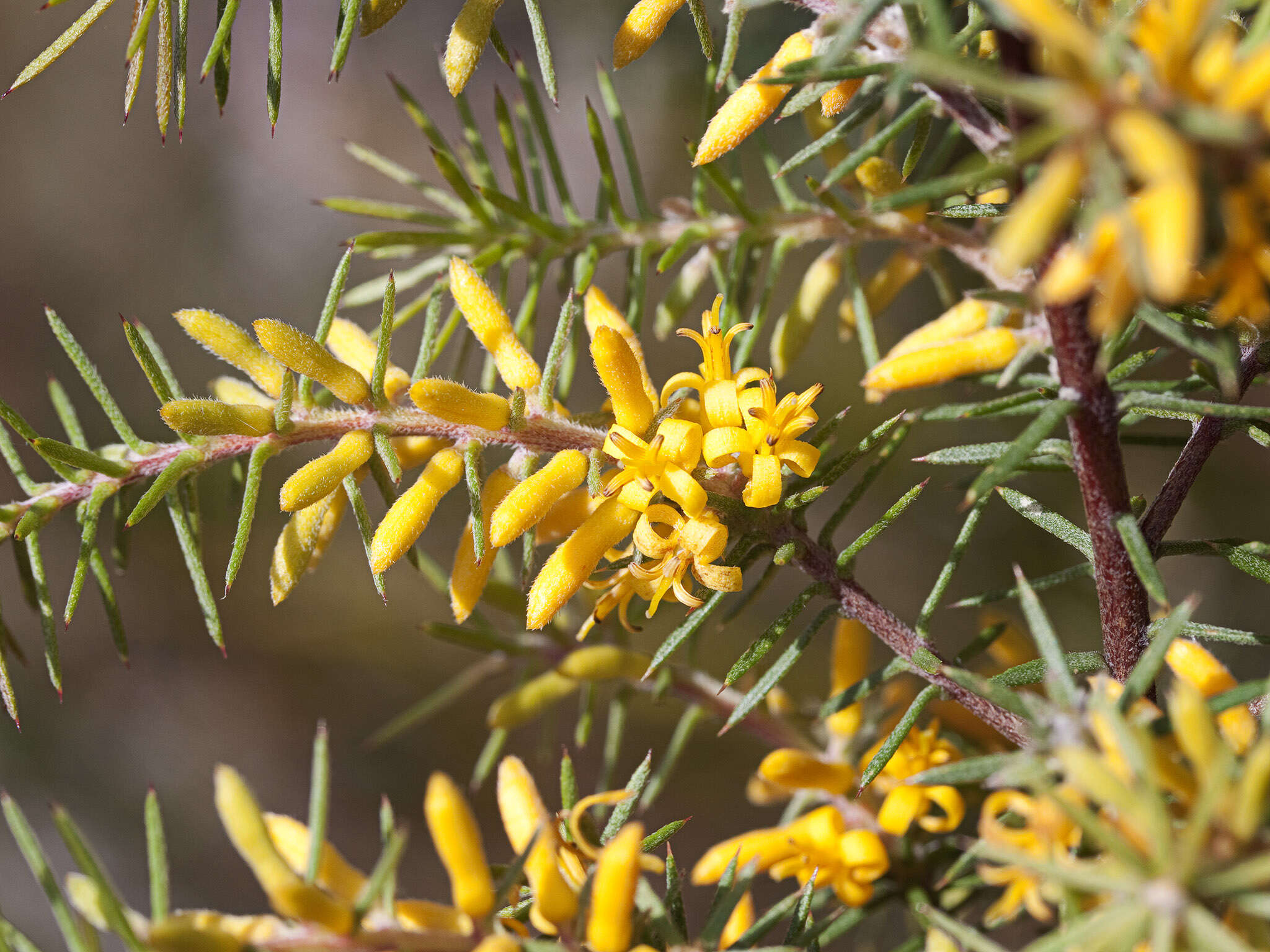 Image of Persoonia juniperina Labill.