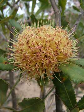 Image of Desert Banksia