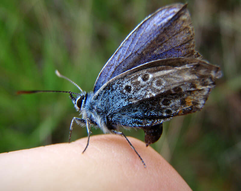 Image of Plebejus