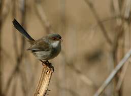 Image of Superb Fairy-wren