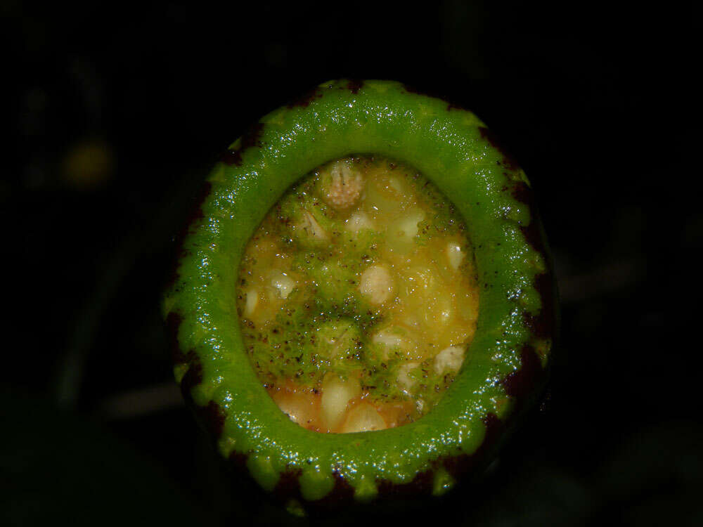 Image of Dorstenia choconiana S. Wats.