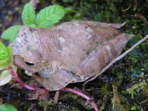 Image of Boophis Tschudi 1838