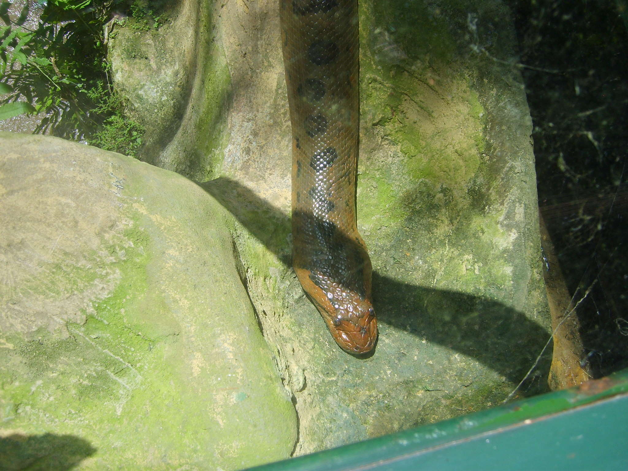 Image of Green anaconda