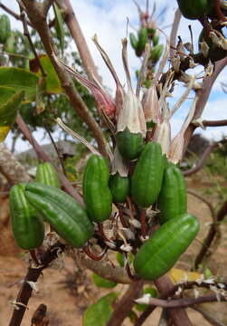 Image of Aloe mossurilensis Ellert