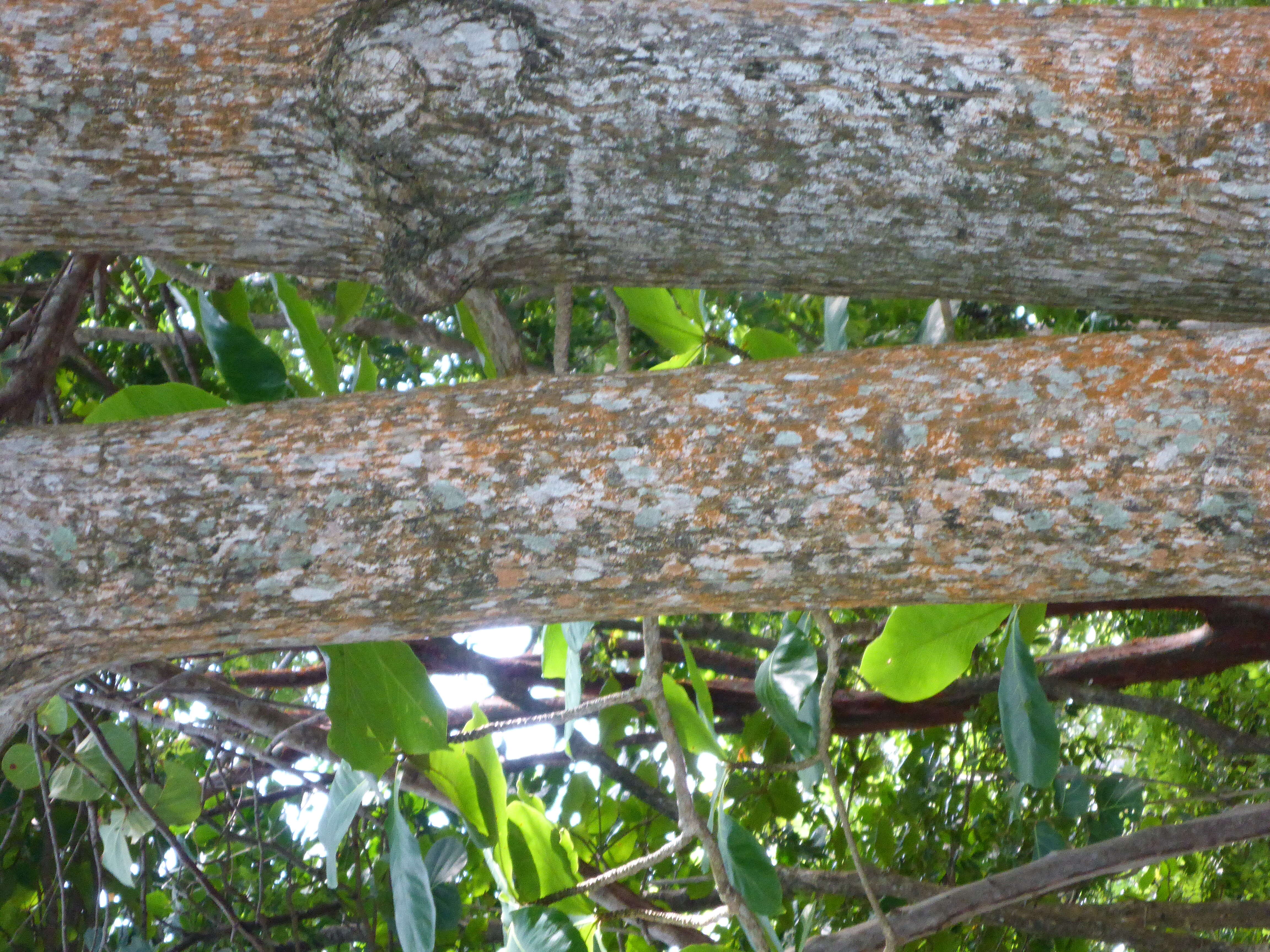 Image of tropical almond