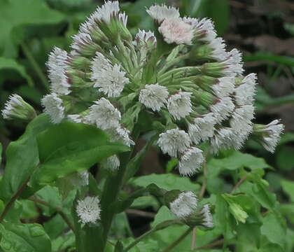 Petasites frigidus var. palmatus (Ait.) Cronq.的圖片