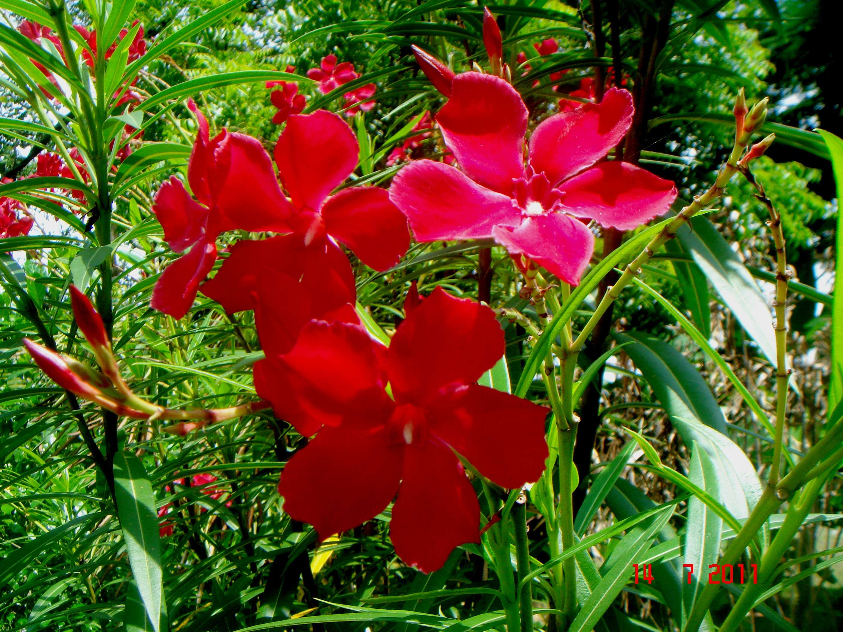 Image of oleander