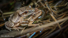 Image of Spring Peeper