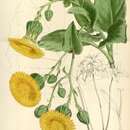 Image of Sonchus splendens S. C. Kim & Mejías