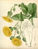 Image de Sonchus splendens S. C. Kim & Mejías