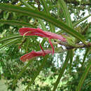 Image of Columnea linearis Oerst.