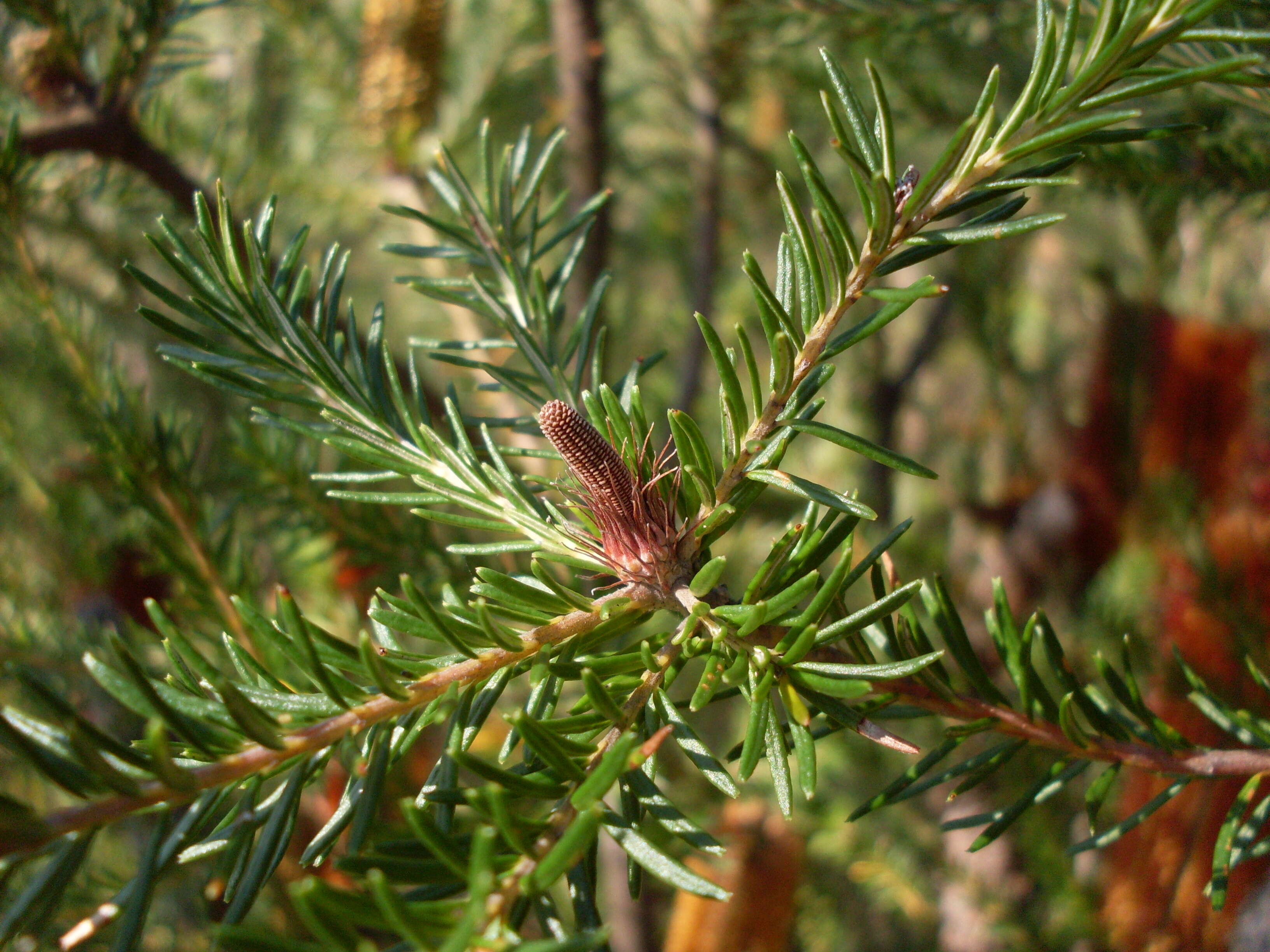 Image of heath-leaf banksia