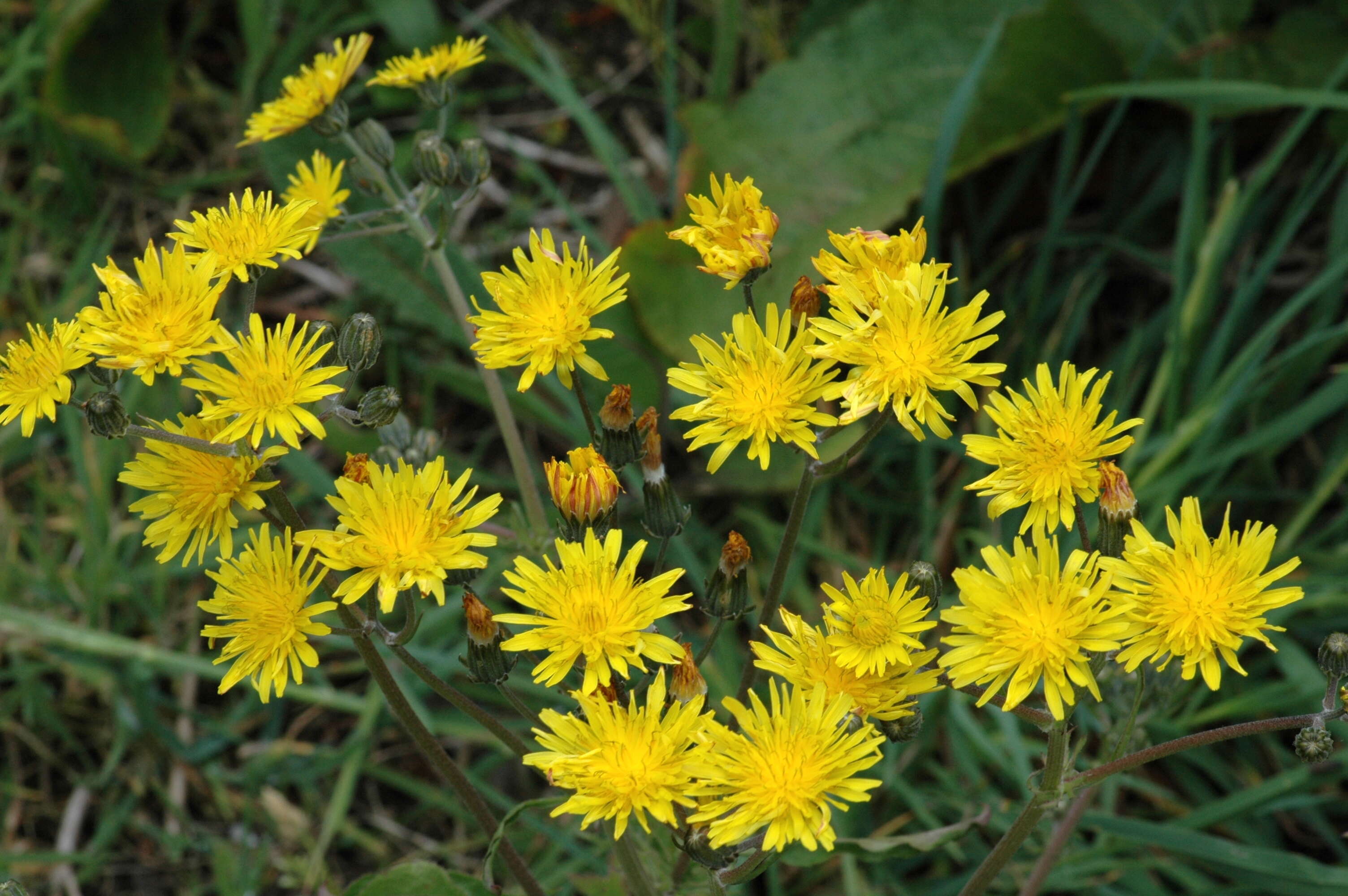 Image of hawksbeard