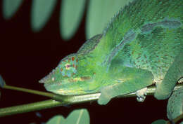 Image of Malagasy chameleons