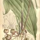 Imagem de Aspidistra typica Baill.