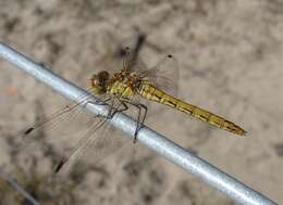 Image of Sympetrum Newman 1833