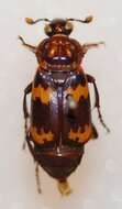 Nicrophorus (Nicrophorus) maculifrons (Kraatz 1877) resmi