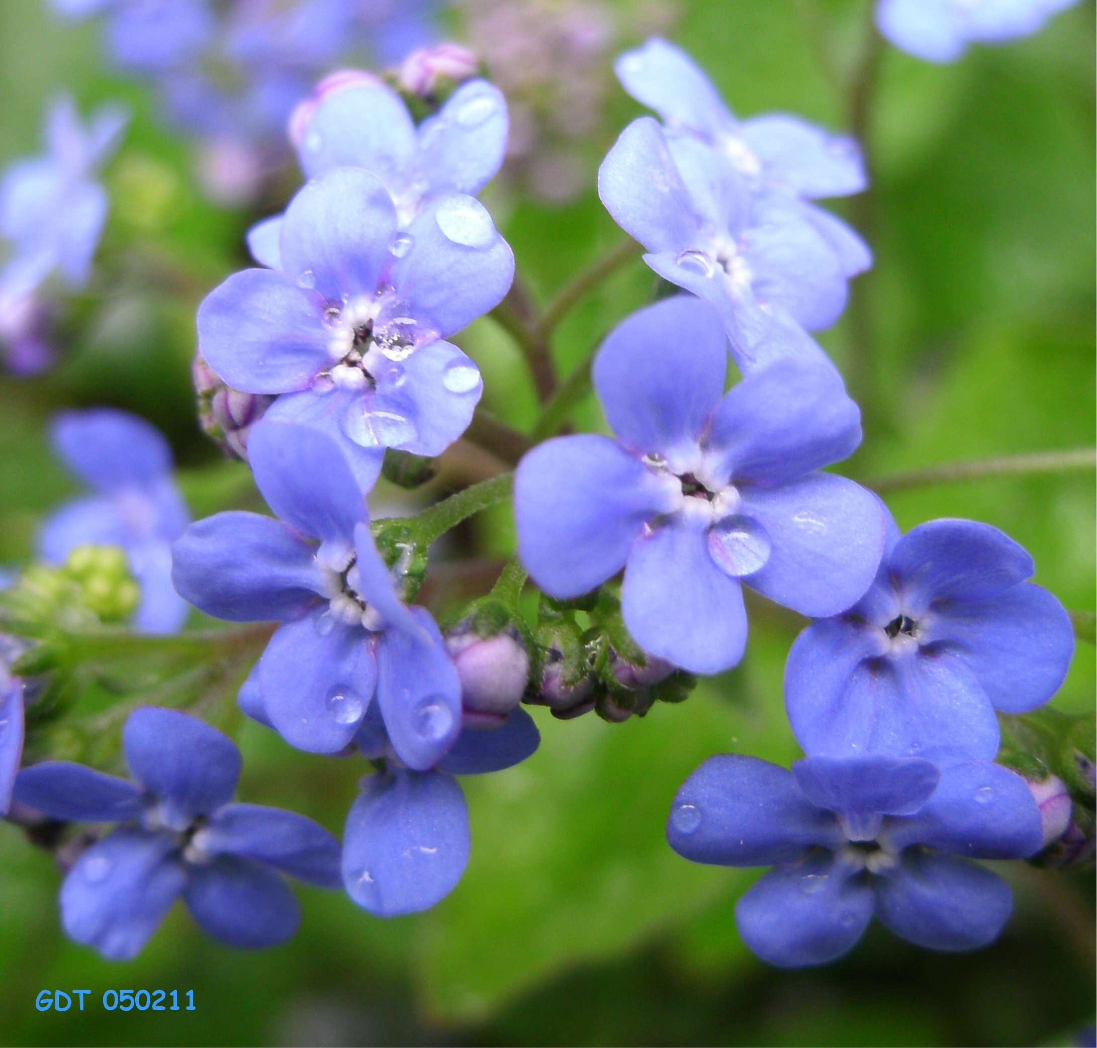 Plancia ëd Brunnera macrophylla (Adams) I. M. Johnst.