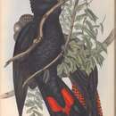 Image of Calyptorhynchus banksii naso Gould 1837