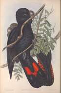 Image of Calyptorhynchus Desmarest 1826