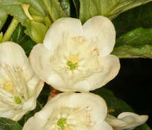 صورة Rhododendron albiflorum Hook.