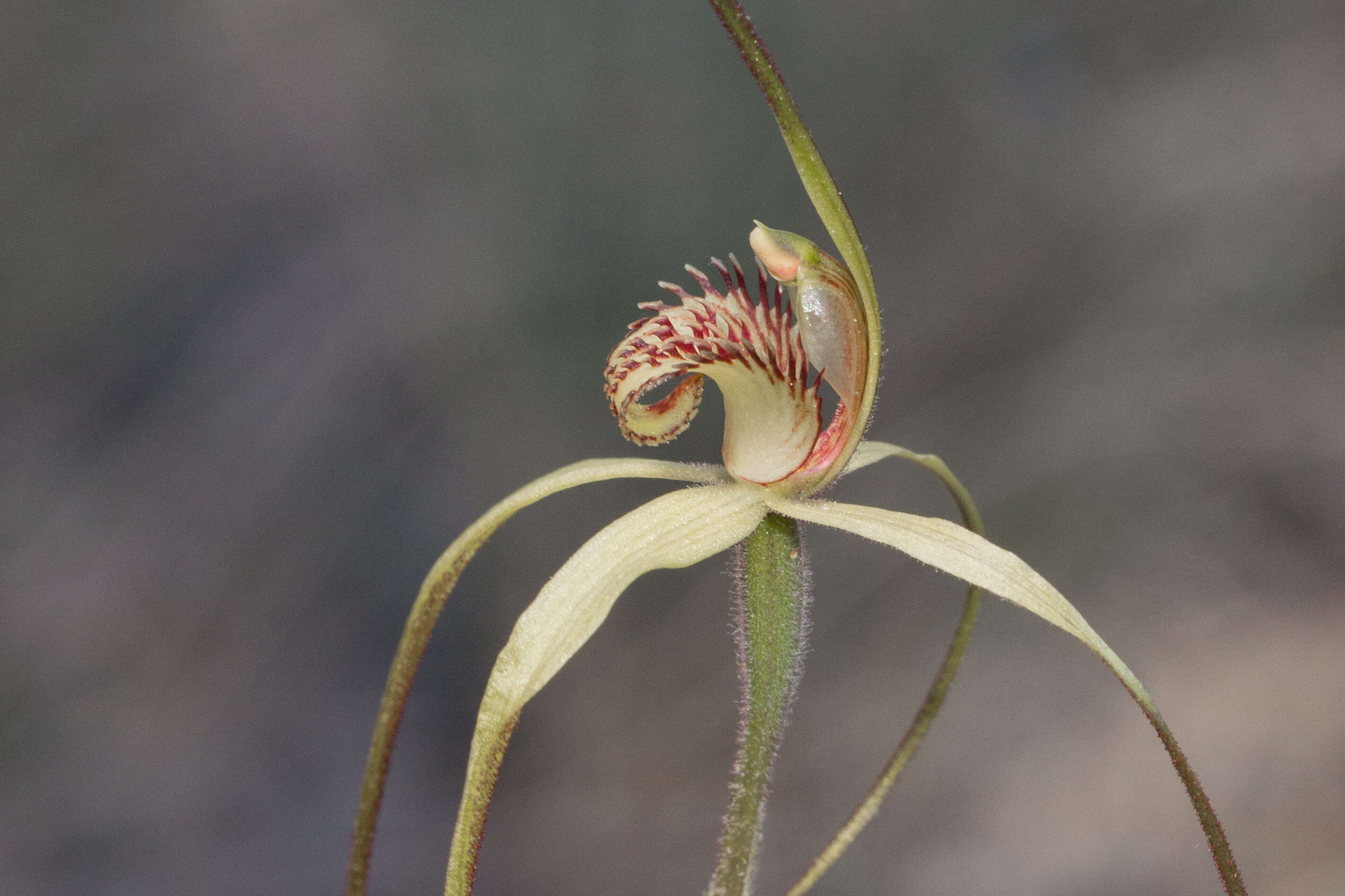 Image of Fawn spider orchid