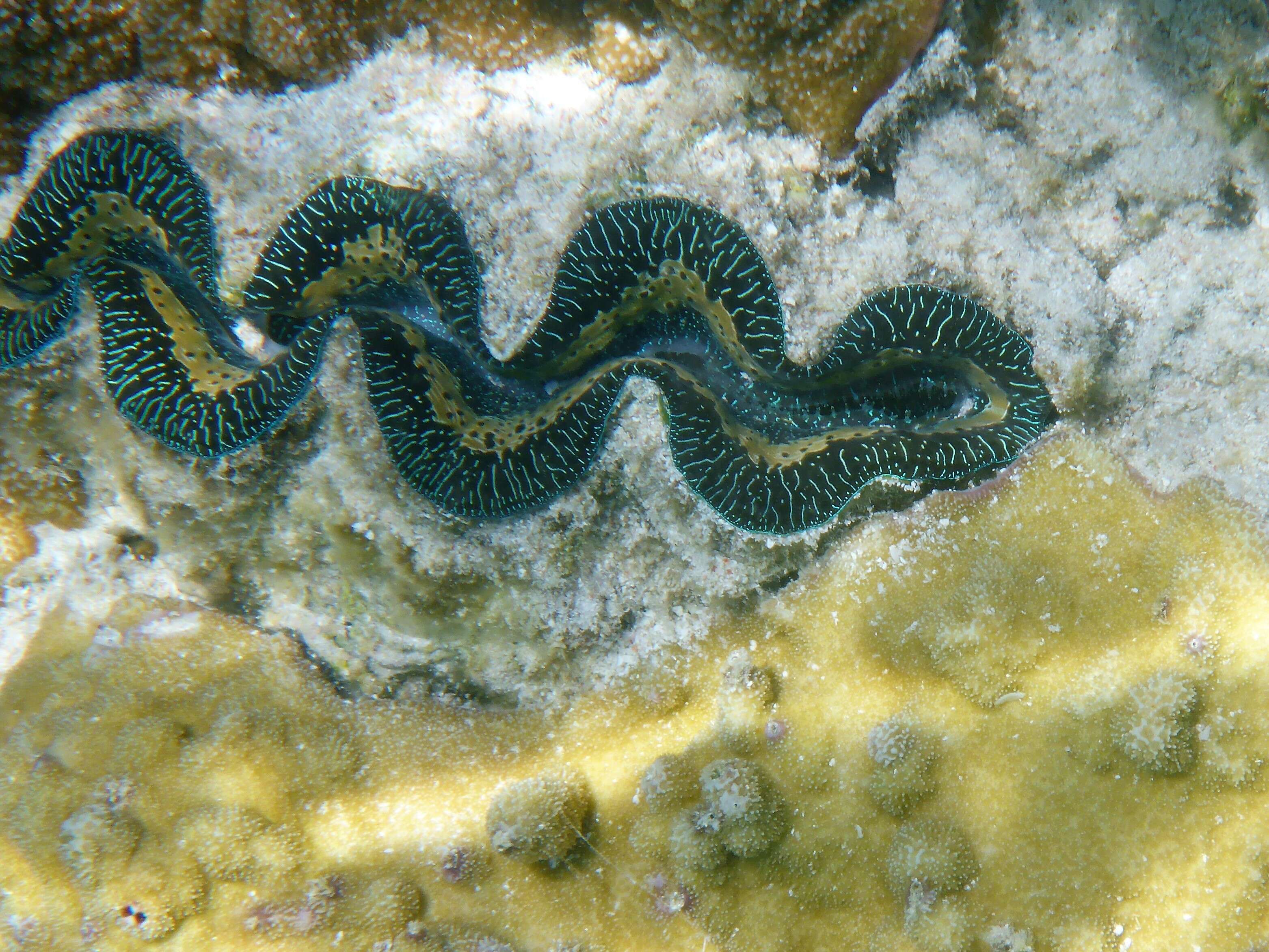 Image de Tridacninae Lamarck 1819