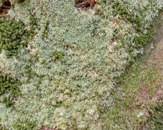 Image of leucobryum moss