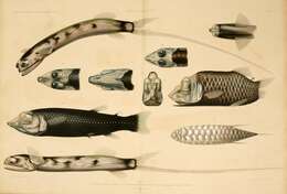 Image of telescope fishes