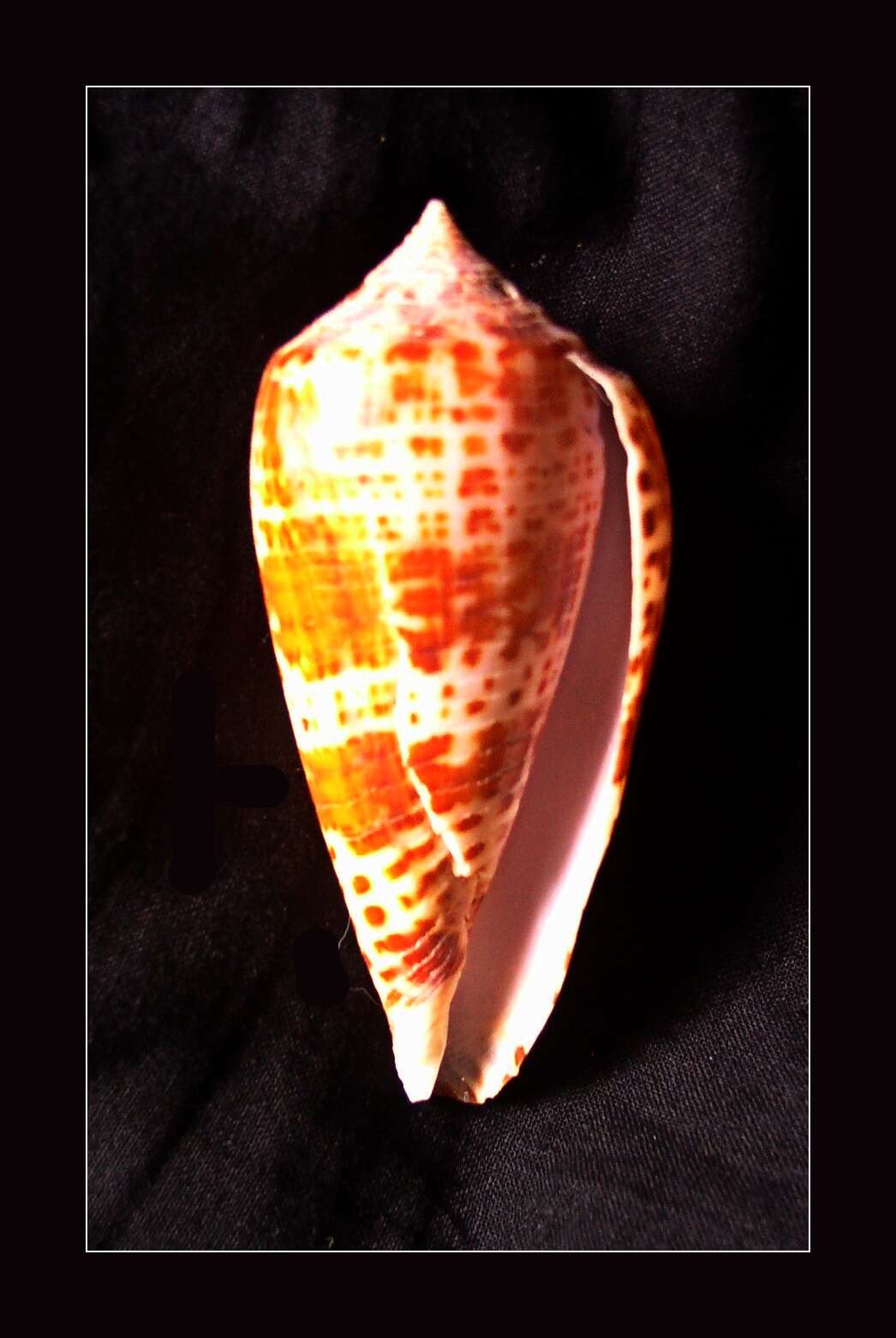 Image of Conus lynceus G. B. Sowerby II 1858